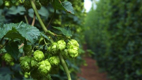 HPA 2025 Crop Report báo cáo vụ mùa hoa Houblong 2025
