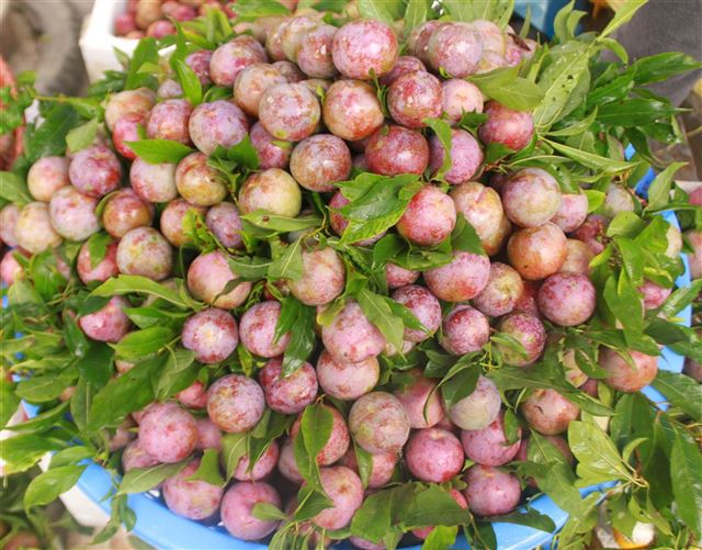 Du lịch “Cao nguyên trắng” Bắc Hà mùa mận chín