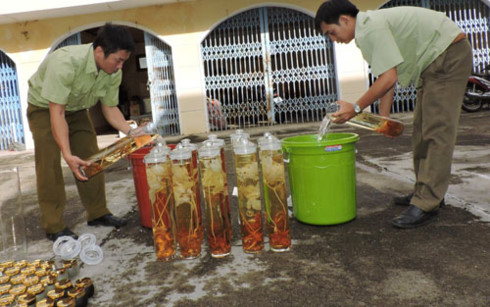 Tiêu hủy Sâm Ngọc Linh không rõ nguồn gốc, trị giá gần 300 triệu đồng