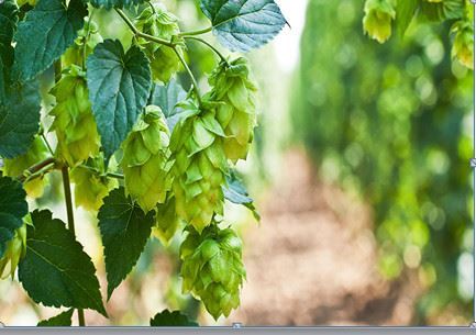 Tổng quan thị trường hoa Houblong Ba Lan & Slovenia